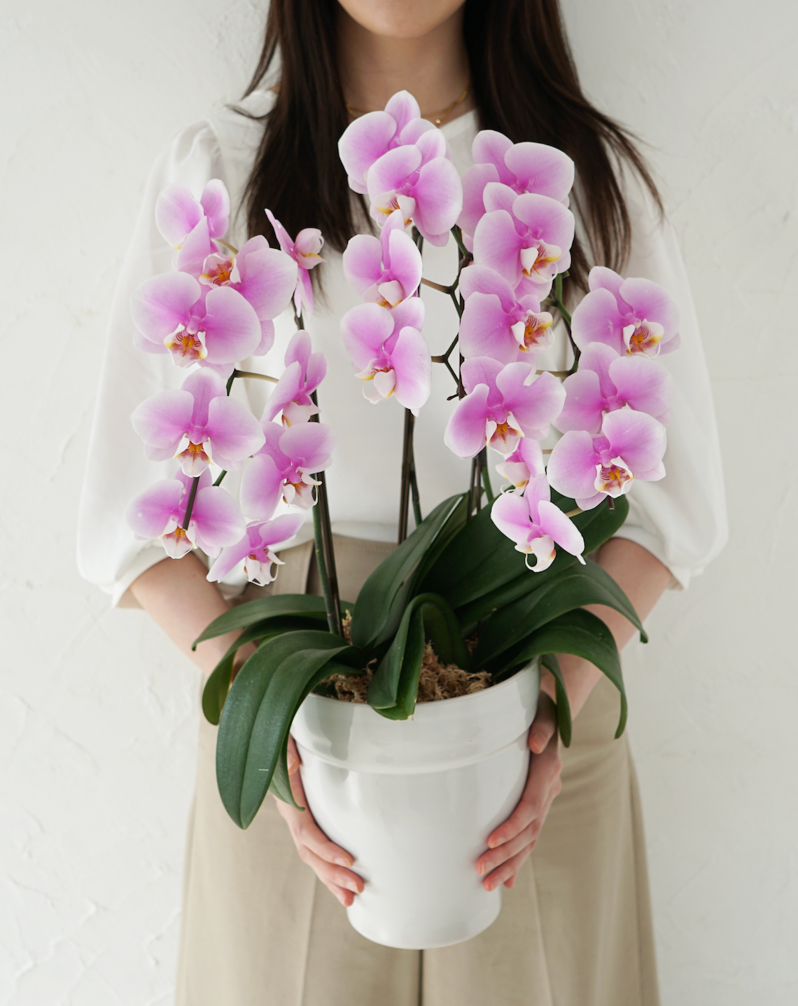 ミディ胡蝶蘭 ピンク 3本立ち 21輪以上