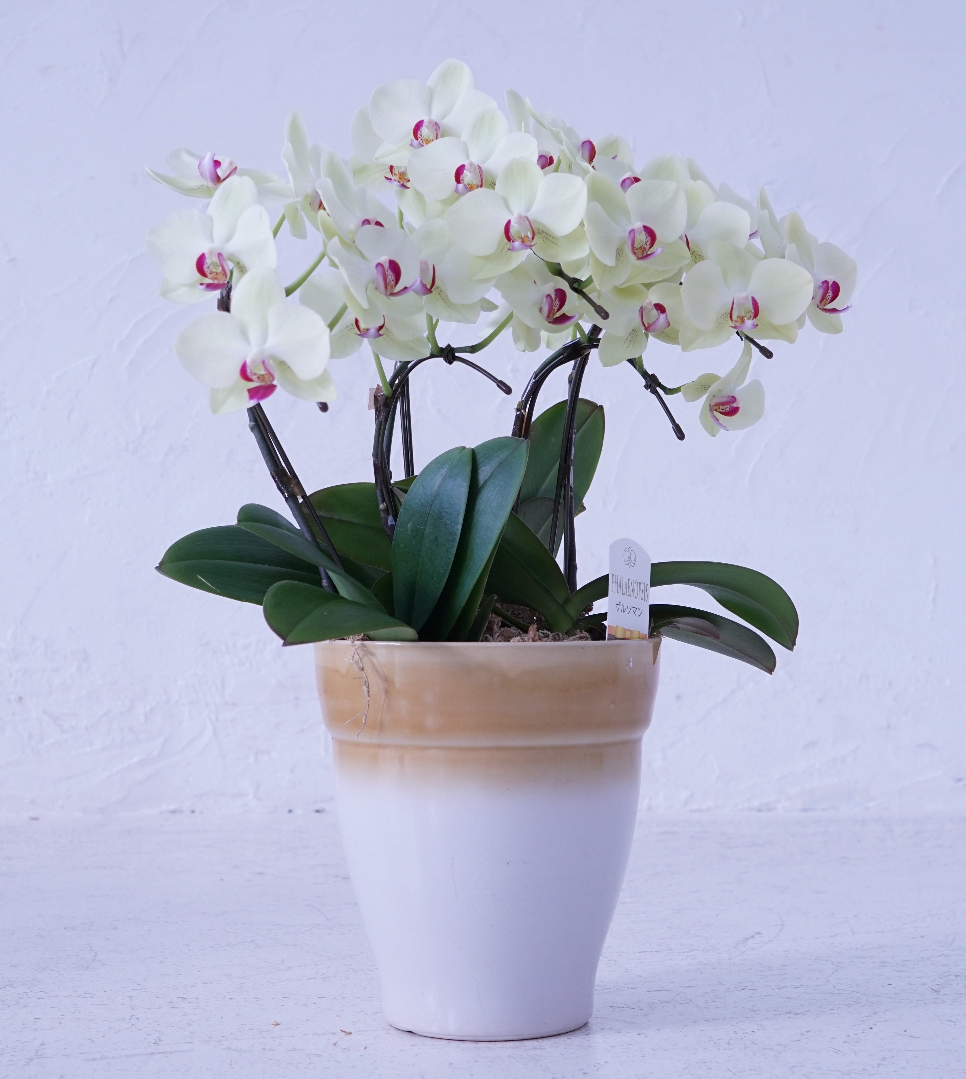 ミディ胡蝶蘭 黄色 3本立ち