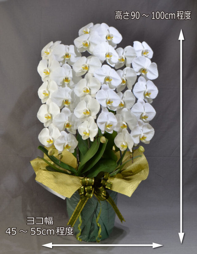 白大輪胡蝶蘭3本立ち36輪程度(つぼみ数含む)