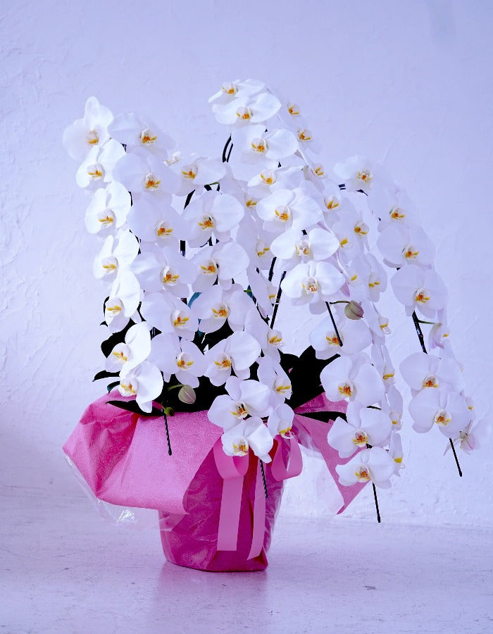 白大輪胡蝶蘭5本立ち70輪程度(つぼみ数含む)