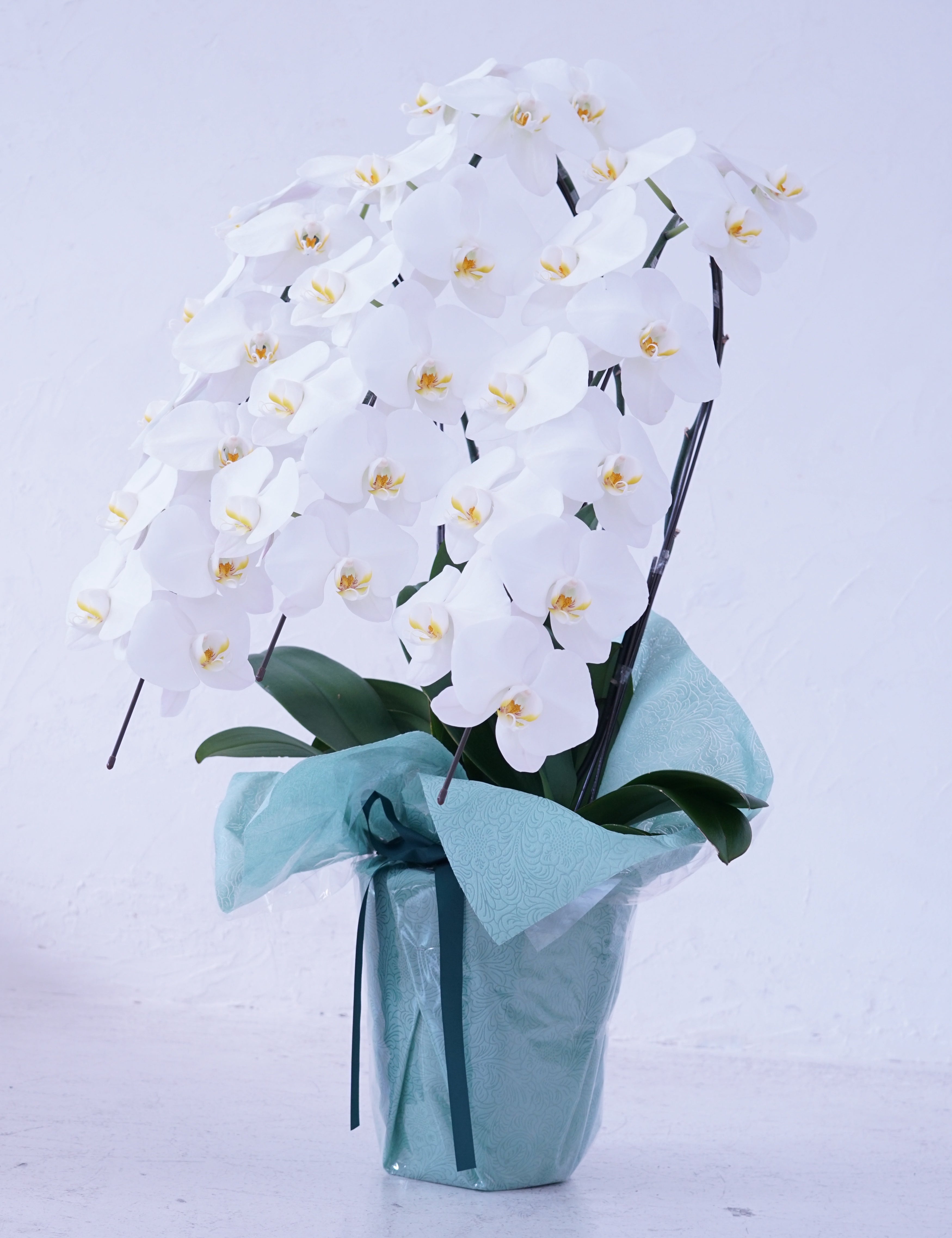 白大輪胡蝶蘭3本立ち30輪程度(つぼみ数含む)