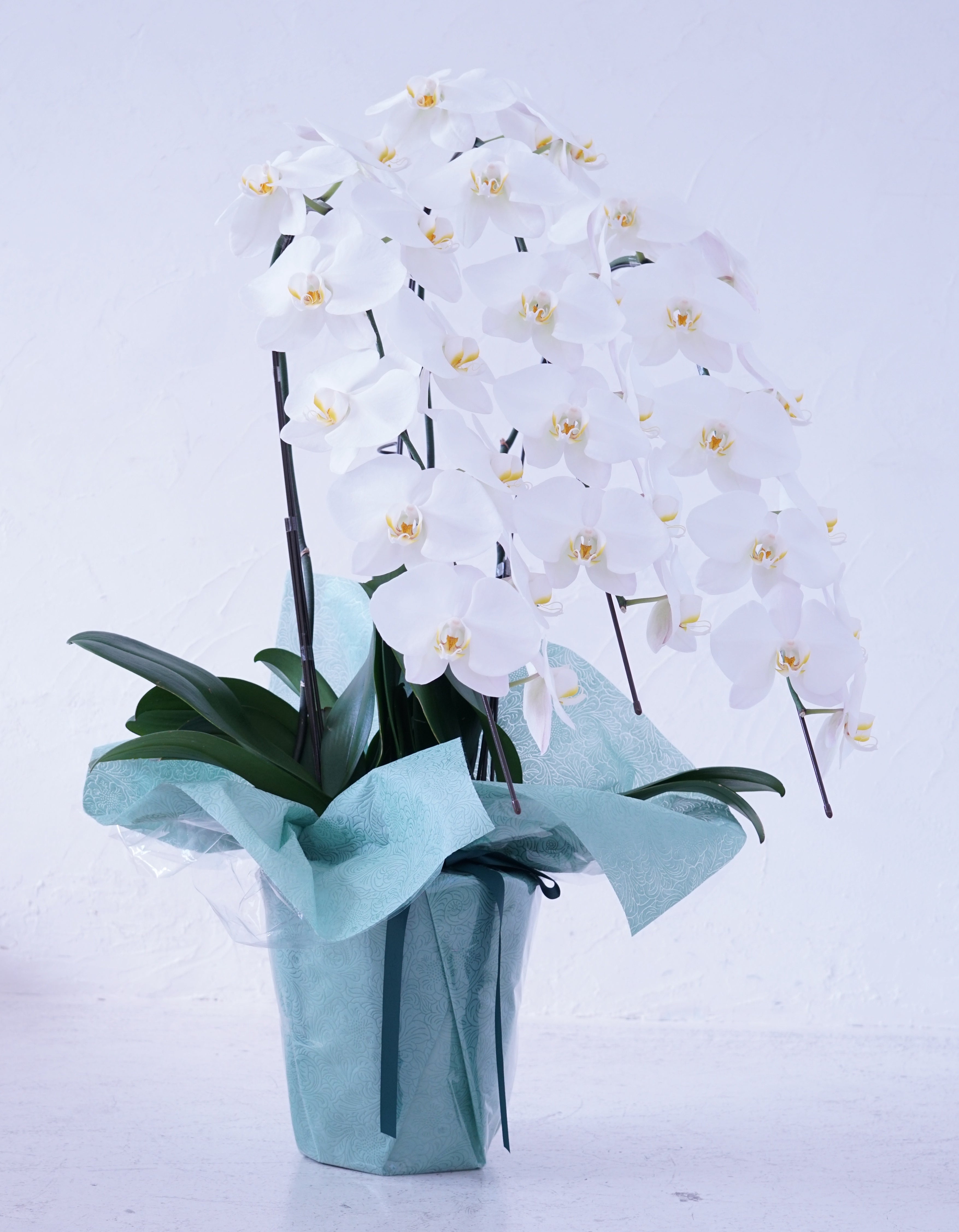 白大輪胡蝶蘭3本立ち30輪程度(つぼみ数含む)