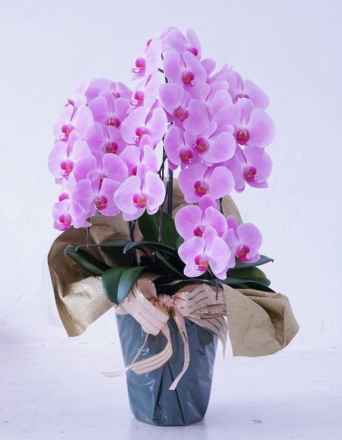 ピンク大輪胡蝶蘭3本立ち30輪程度(つぼみ数含む)