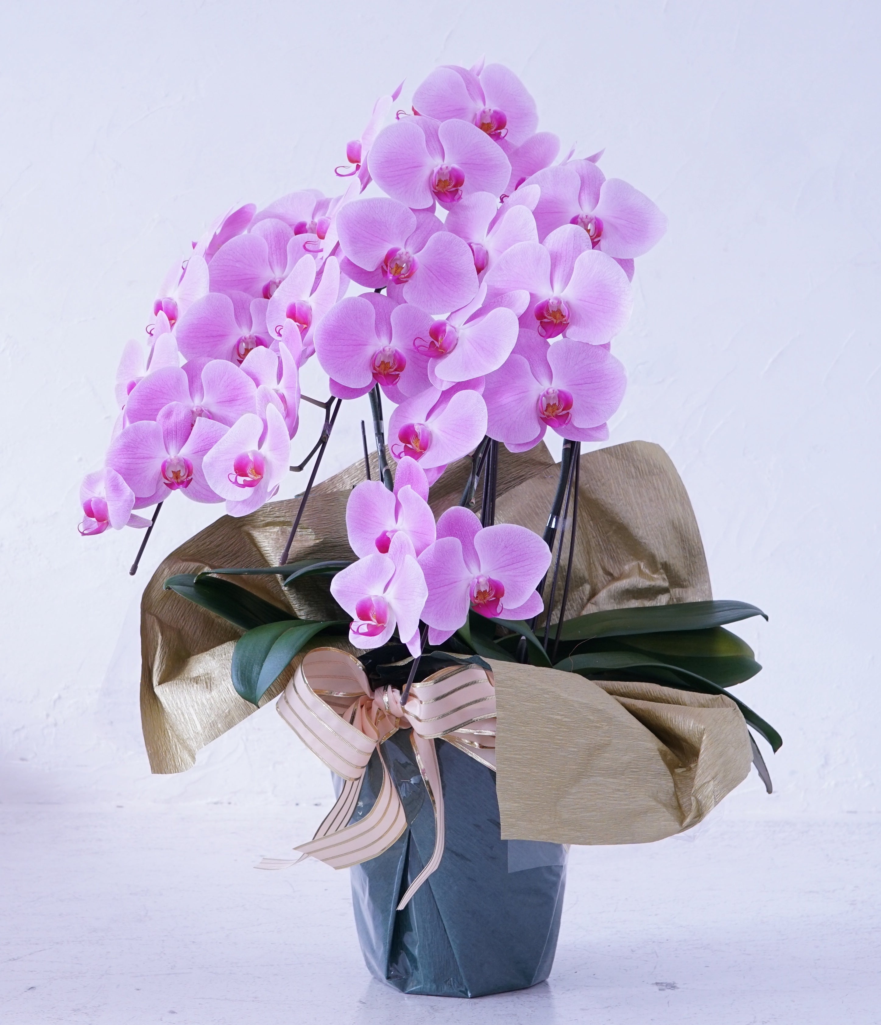 ピンク大輪胡蝶蘭3本立ち30輪程度(つぼみ数含む)