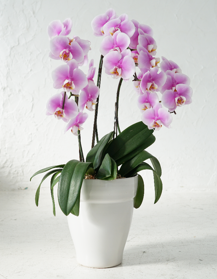 ミディ胡蝶蘭 ピンク 3本立ち 21輪以上