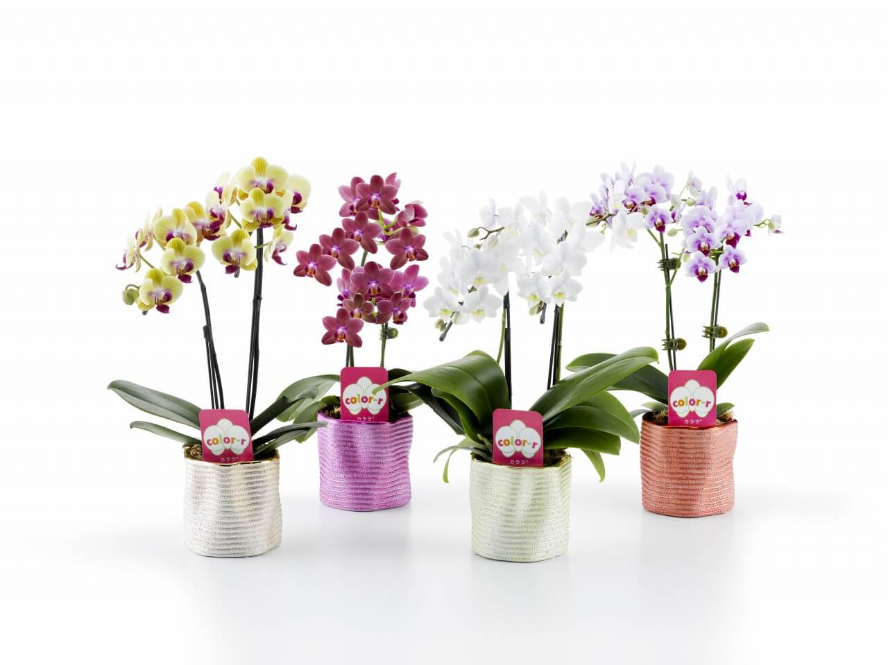 ミディ胡蝶蘭 ピンク 2本立ち 14輪以上