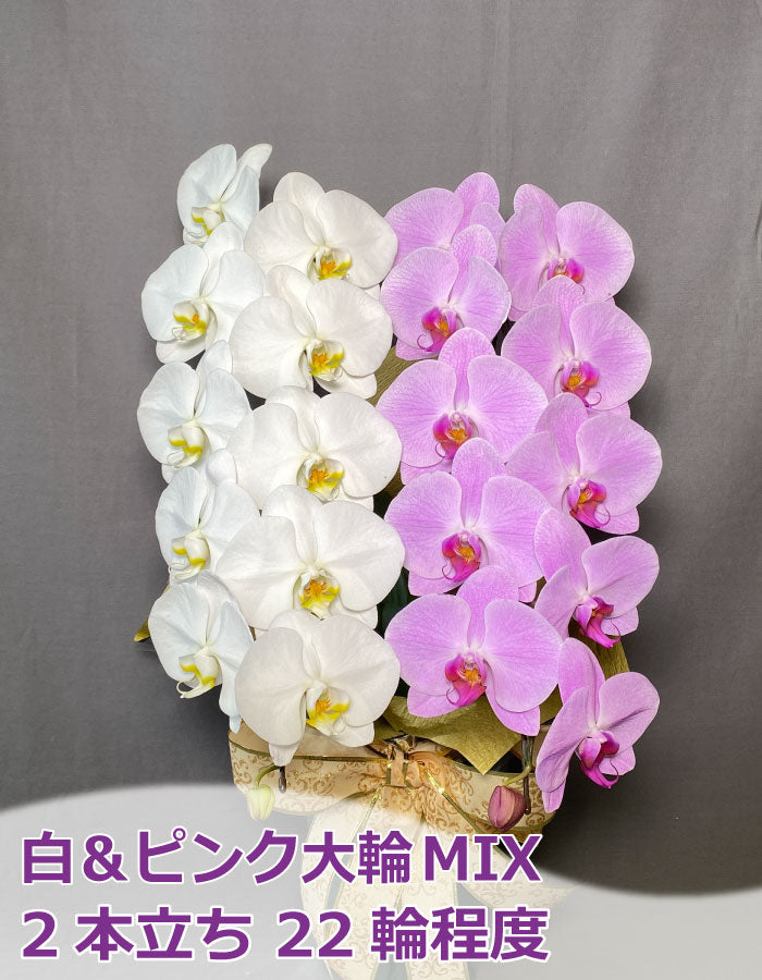 白&ピンク大輪MIX2本立ち22輪程度(つぼみ数含む)