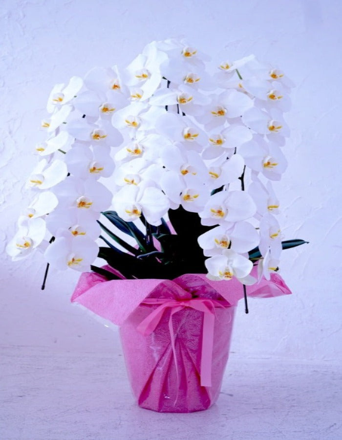 白大輪胡蝶蘭3本立ち42輪程度(つぼみ数含む)