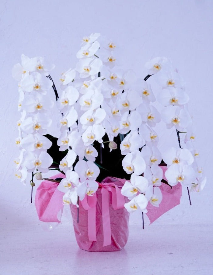 白大輪胡蝶蘭5本立ち70輪程度(つぼみ数含む)