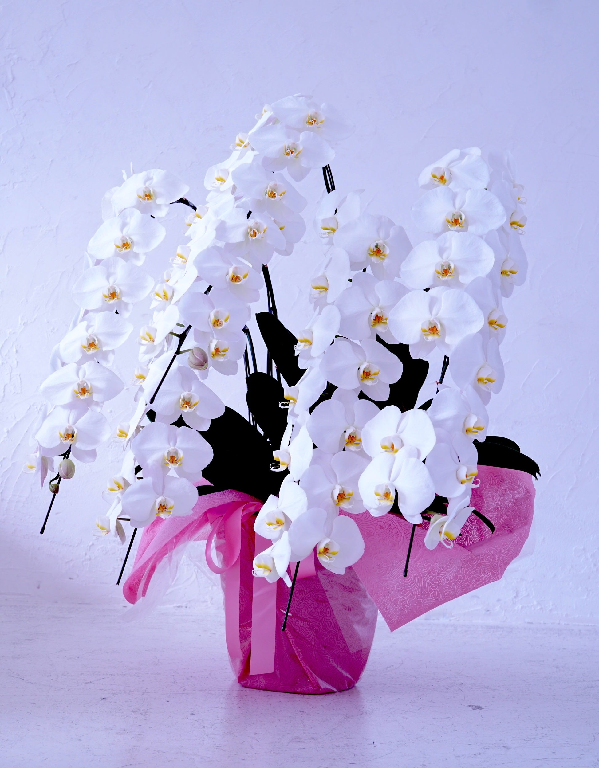 白大輪胡蝶蘭5本立ち70輪程度(つぼみ数含む)