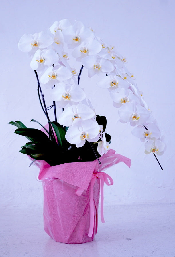 白大輪胡蝶蘭3本立ち42輪程度(つぼみ数含む)