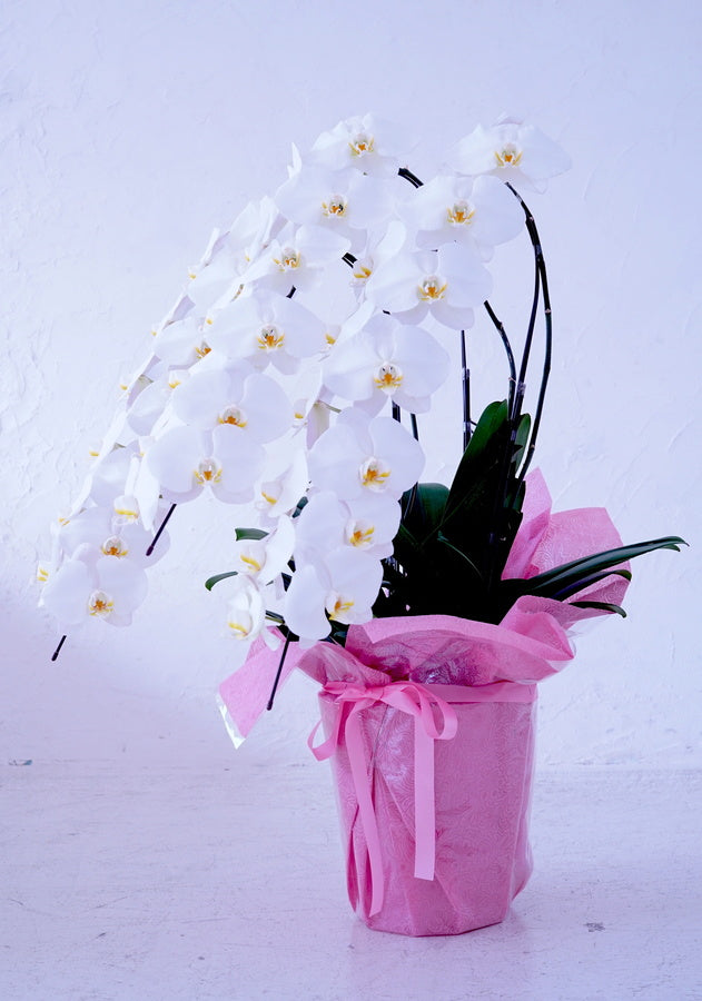 白大輪胡蝶蘭3本立ち42輪程度(つぼみ数含む)