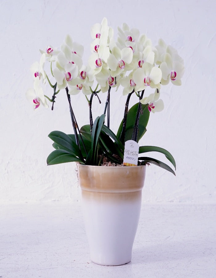 ミディ胡蝶蘭 黄色 3本立ち