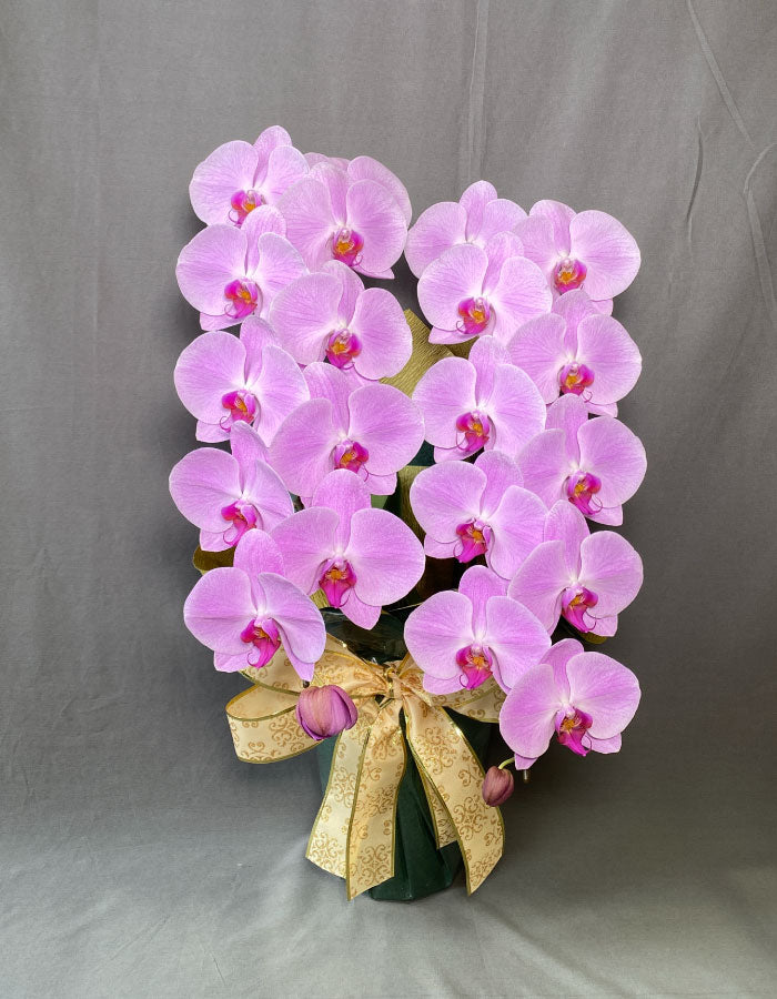 ピンク大輪胡蝶蘭2本立ち22輪程度(つぼみ数含む)