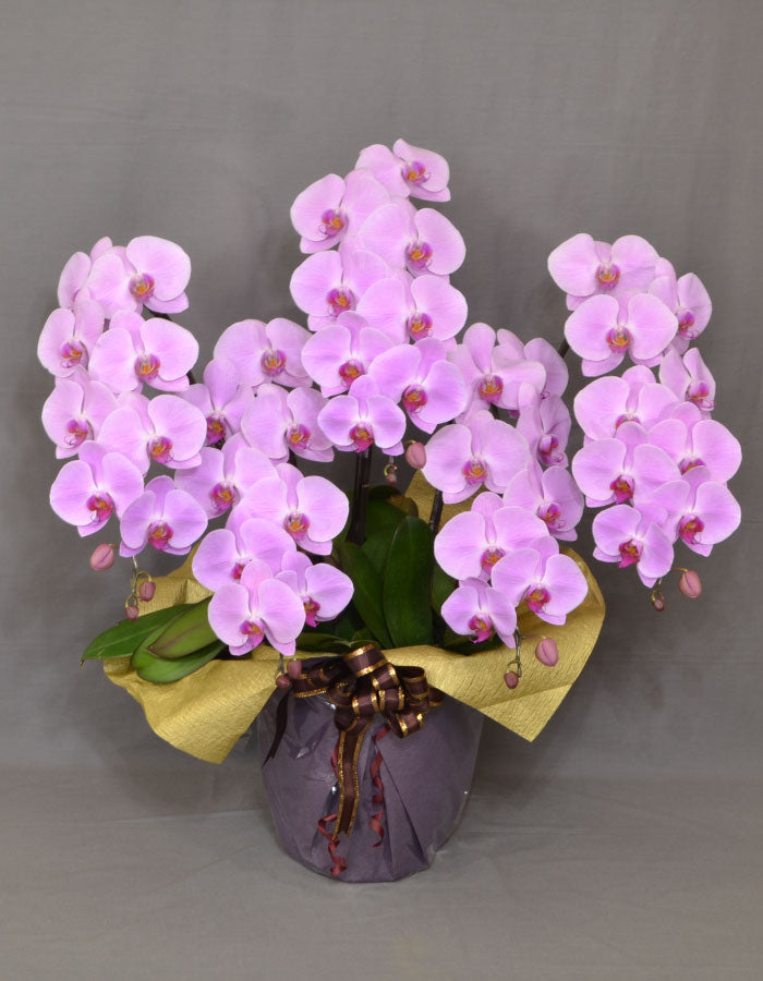 ピンク大輪胡蝶蘭5本立ち50輪程度(つぼみ数含む)