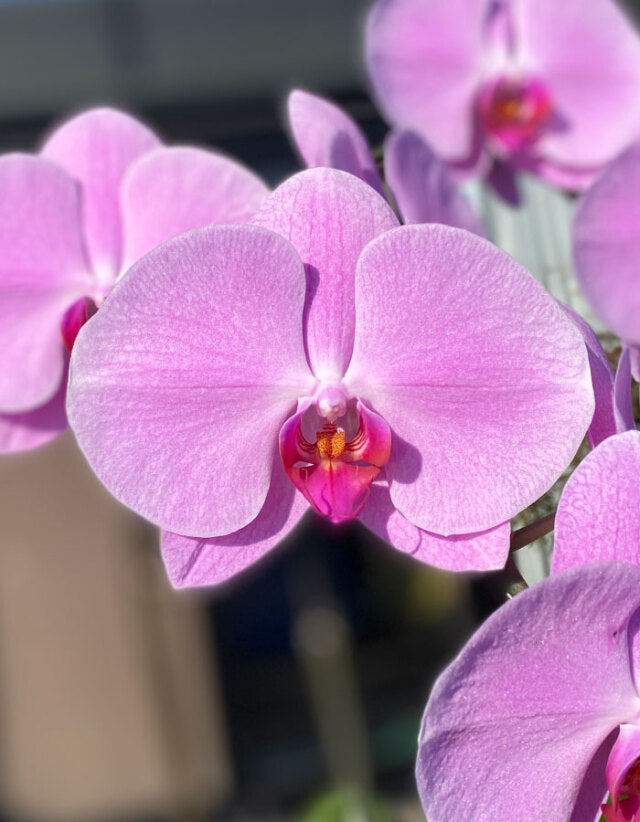 ピンク大輪胡蝶蘭2本立ち22輪程度(つぼみ数含む)