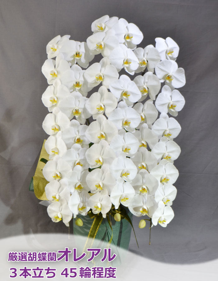 厳選白胡蝶蘭オレアル3本立ち45輪程度(つぼみ数含む)