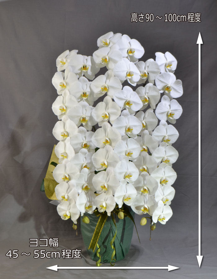 厳選白胡蝶蘭オレアル3本立ち45輪程度(つぼみ数含む)