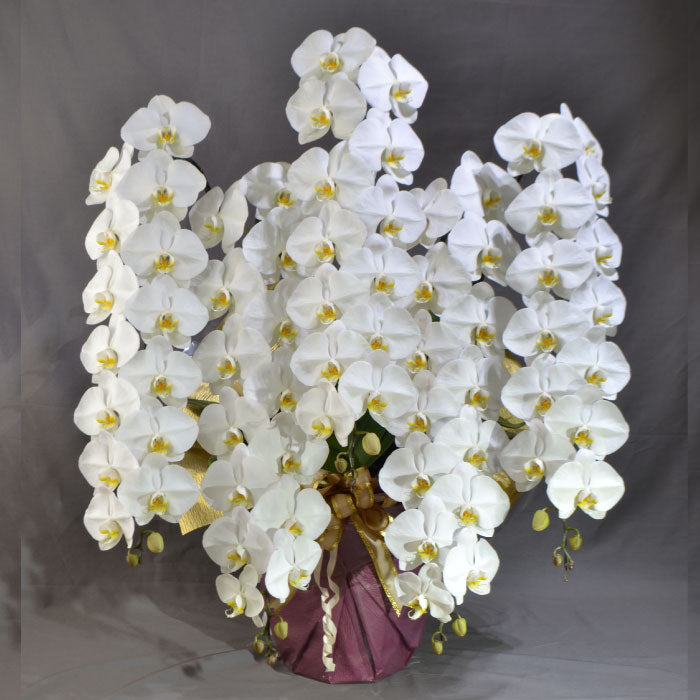 厳選白胡蝶蘭オレアル5本立ち75輪程度(つぼみ数含む)