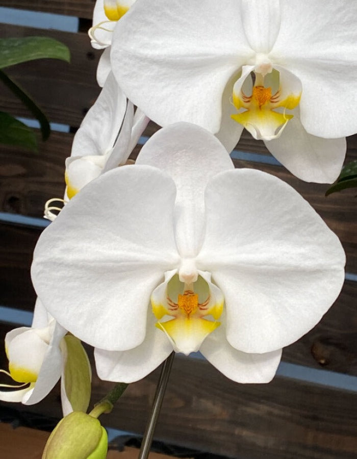 白大輪胡蝶蘭5本立ち70輪程度(つぼみ数含む)