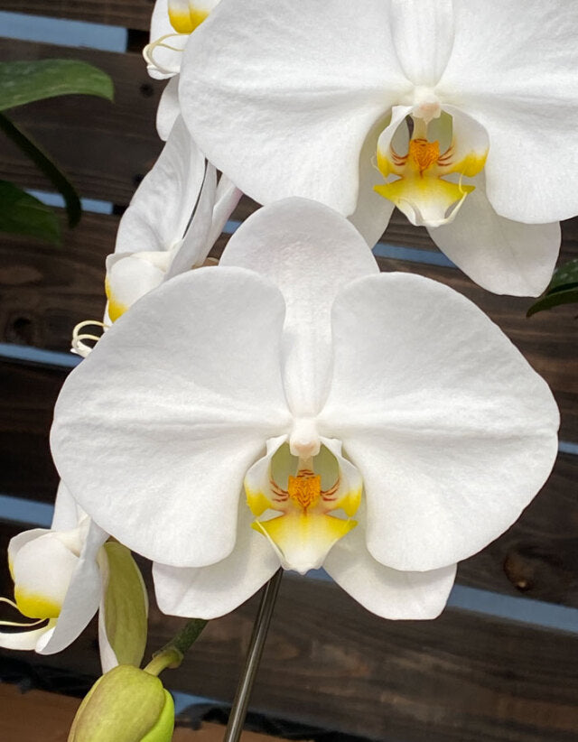 厳選白胡蝶蘭オレアル3本立ち45輪程度(つぼみ数含む)
