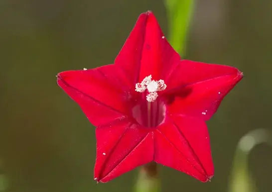 ルコウソウの花言葉とは？花言葉の由来から贈られるシーンまで紹介！