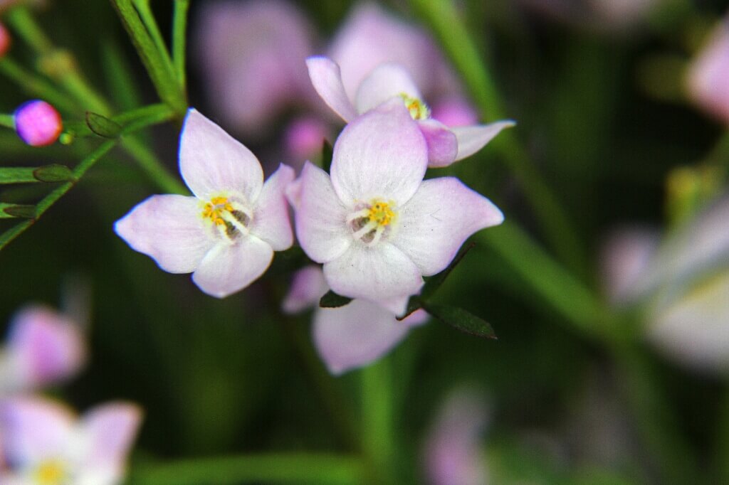 ボロニアの花言葉とは？花言葉の由来から贈られるシーンまで紹介！