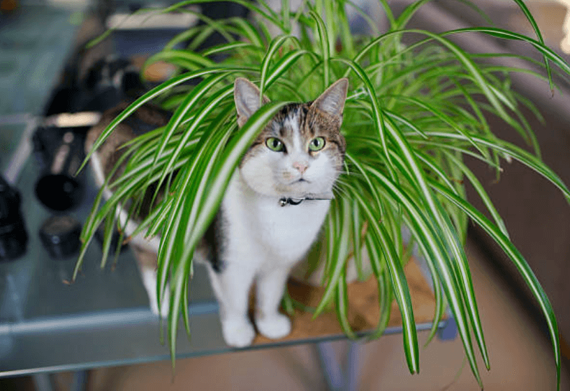 オリヅルランは猫にとって毒なの？その他の危険な植物まで徹底解説！