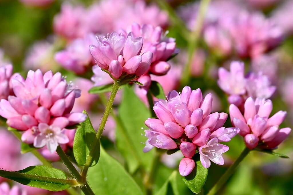 ヒメツルソバの花言葉とは？花言葉の由来から贈られるシーンまで紹介！