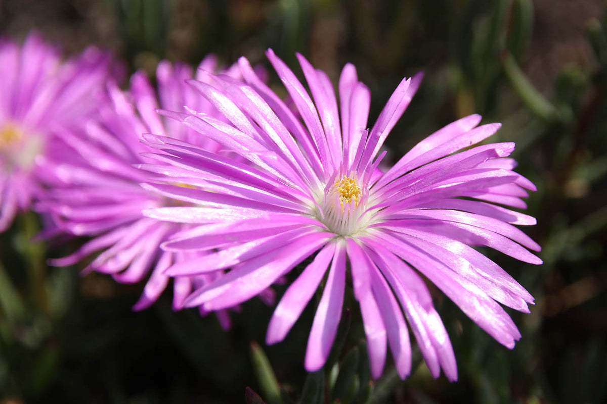 マツバギクの花言葉とは？花言葉の由来から贈られるシーンまで紹介！