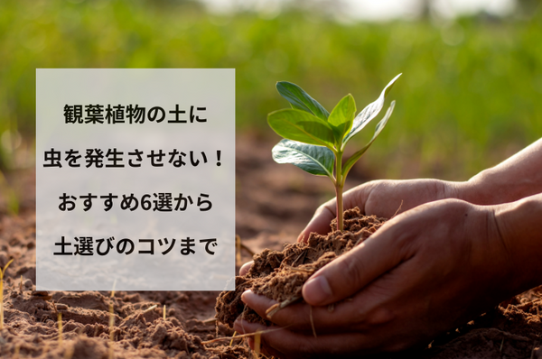 観葉植物の土に虫を発生させない！虫がわかない土選びやコツを徹底解説