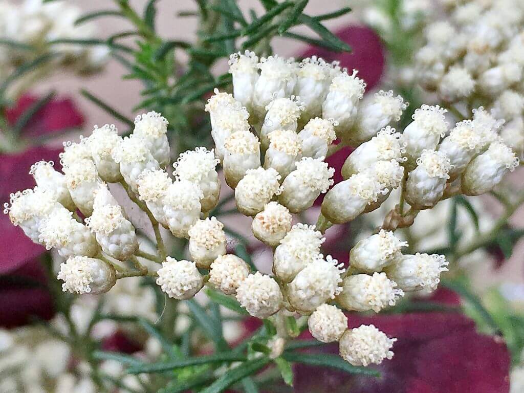 ライスフラワーの花言葉とは？花言葉の由来から贈られるシーンまで紹介！