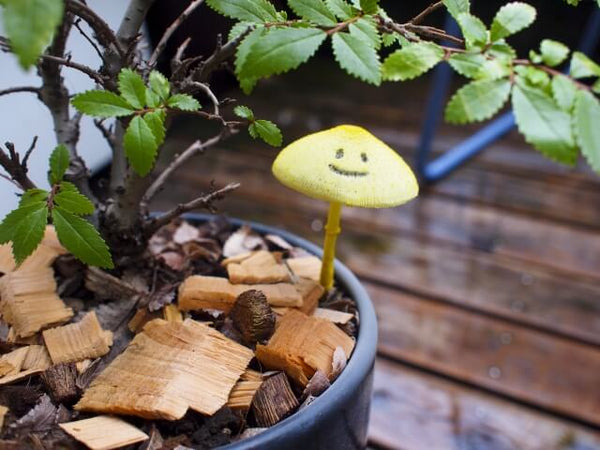 徹底解説】観葉植物にきのこが生えるのはなぜ？きのこの駆除と予防策 – 東京寿園