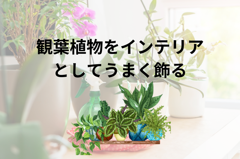 室内におすすめの観葉植物はこれだ！選び方やおすすめの種類を徹底解説