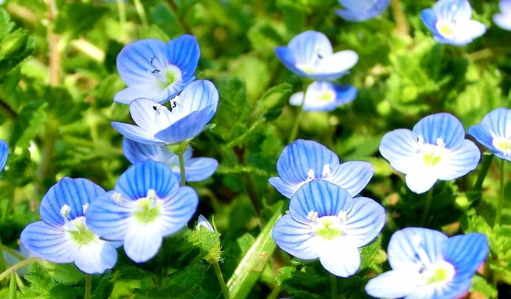 オオイヌノフグリの花言葉！由来や贈り物の体験談を徹底紹介！