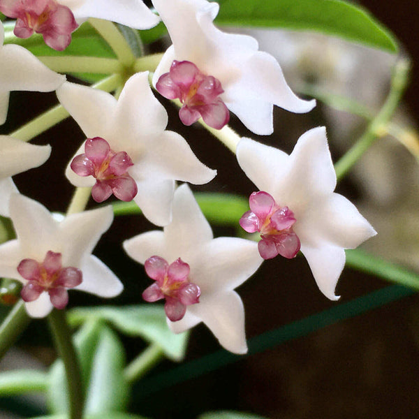 ホヤ セルペンス 花芽多数