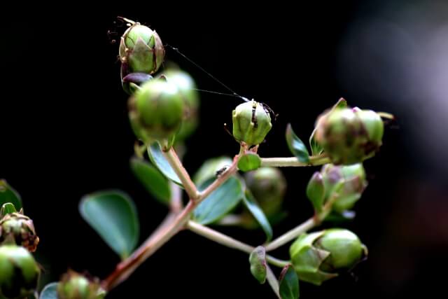 サルスベリの実は食べると毒？特徴や実生についても合わせて紹介！