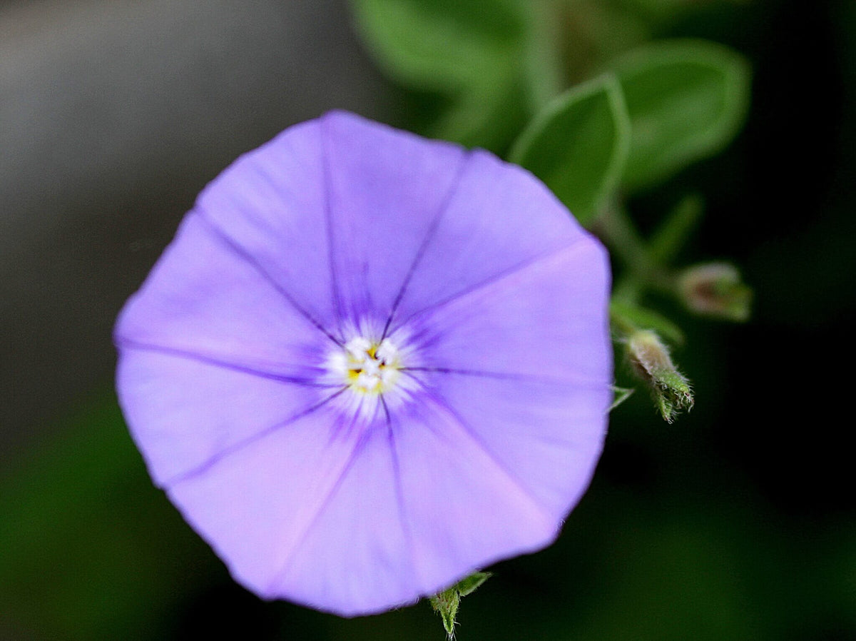 コンボルブルスの花言葉とは？花言葉の由来から贈られるシーンまで紹介！