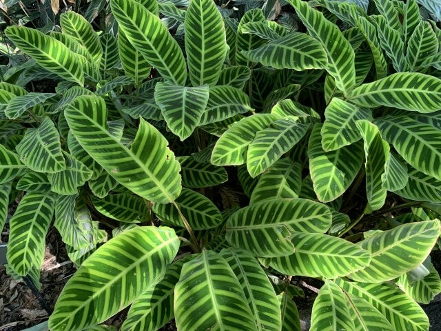 カラテアの葉が垂れる原因と対処法を紹介！復活方法まで徹底解説