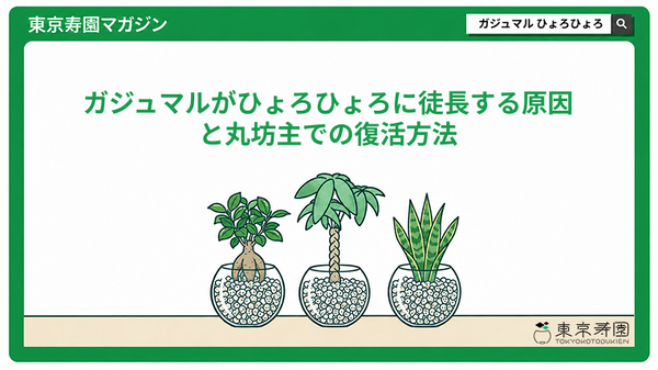 ガジュマルがひょろひょろに徒長する原因と丸坊主での復活方法