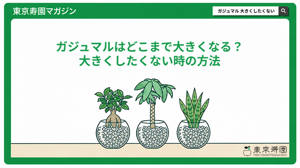 ガジュマルはどこまで大きくなる？大きくしたくない時の方法