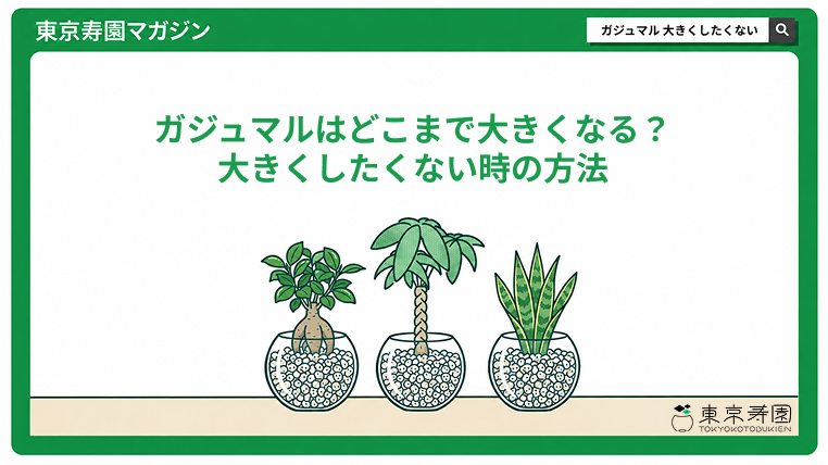 ガジュマルはどこまで大きくなる？大きくしたくない時の方法