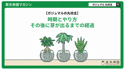 ガジュマルの丸坊主｜時期とやり方、その後に芽が出るまでの経過