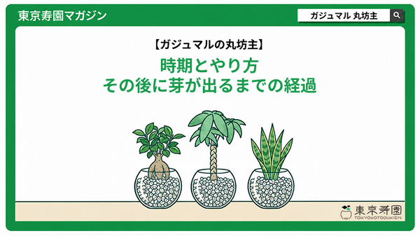 ガジュマルの丸坊主｜時期とやり方、その後に芽が出るまでの経過