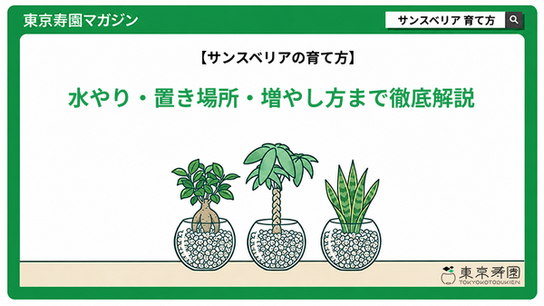 サンスベリアの育て方｜水やり・置き場所・増やし方まで徹底解説