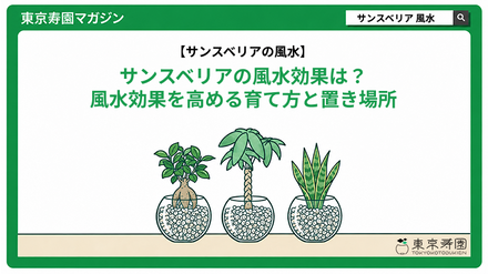 サンスベリアの風水効果は？風水効果を高める育て方と置き場所