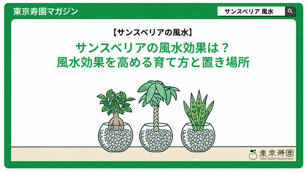 サンスベリアの風水効果は？風水効果を高める育て方と置き場所