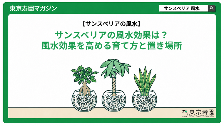 サンスベリアの風水効果は？風水効果を高める育て方と置き場所