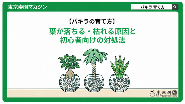 パキラの育て方｜葉が落ちる・枯れる原因と初心者向けの対処法