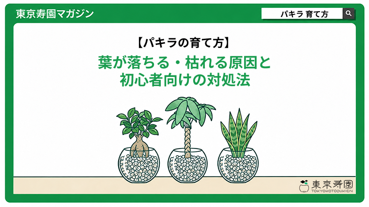パキラ　育て方